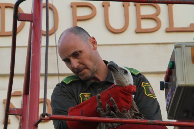 Un buitre leonado es capturado en Alhama de Murcia, Foto 2