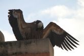 Un buitre leonado es capturado en Alhama de Murcia