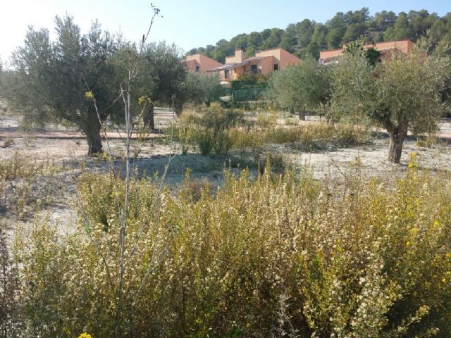 Presentan una Moción ante el total abandono en el que se encuentran los jardines del Parque junto a los Molinos y las Zonas Verdes en Urbanización Nueva Caravaca - 1, Foto 1