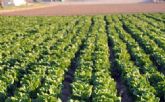 ASAJA Murcia reclama una marca de calidad para las hortalizas de la Regin de Murcia que aporte 'valor añadido'