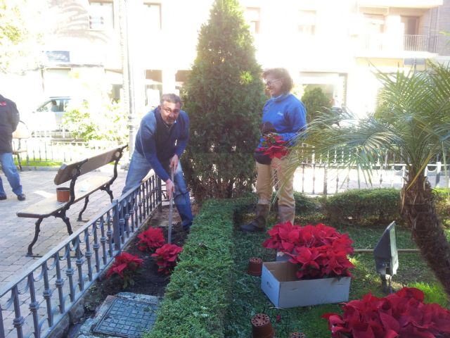 Un millar de ejemplares de plantas y flores típicas componen la ornamentación floral que engalanará los parques y plazas durante las fiestas de Navidad - 1, Foto 1