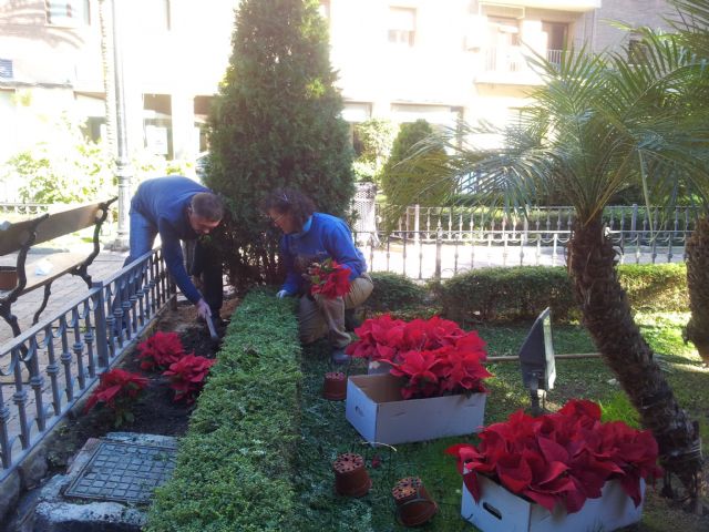 Un millar de ejemplares de plantas y flores típicas componen la ornamentación floral que engalanará los parques y plazas durante las fiestas de Navidad - 2, Foto 2