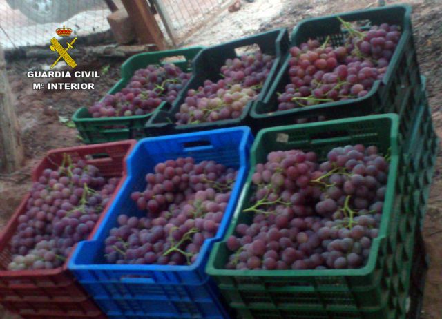 La Guardia Civil detiene a 25 personas por la sustracción de uva de mesa en fincas de la Región