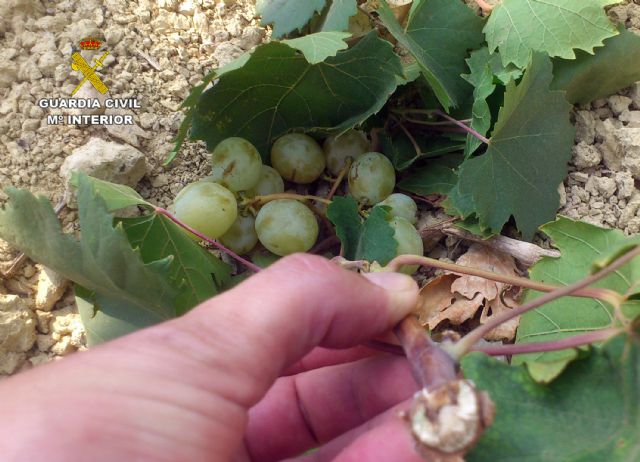 La Guardia Civil detiene a 25 personas por la sustracción de uva de mesa en fincas de la Región, Foto 2