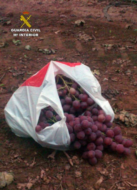 La Guardia Civil detiene a 25 personas por la sustracción de uva de mesa en fincas de la Región, Foto 6