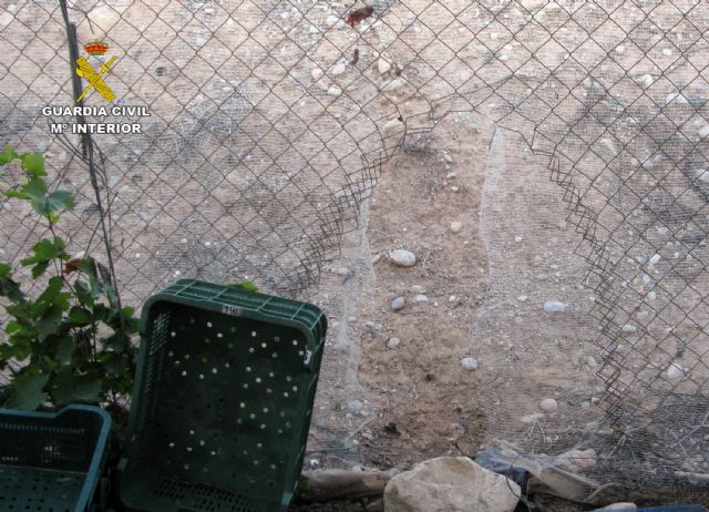 La Guardia Civil detiene a 25 personas por la sustracción de uva de mesa en fincas de la Región, Foto 7