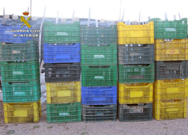 La Guardia Civil detiene a 25 personas por la sustracción de uva de mesa en fincas de la Región, Foto 8
