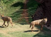 Un lobo de Terra Natura Murcia se recupera de una intervencin para tratar su otitis crnica