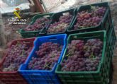 La Guardia Civil detiene a 25 personas por la sustraccin de uva de mesa en fincas de la Regin