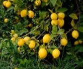 ASAJA Murcia impulsar la citricultura mediterrnea a travs de un newletter