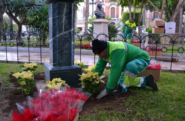 Cerca de un millar de flores de pascua vestirán de Navidad los jardines de Águilas - 1, Foto 1