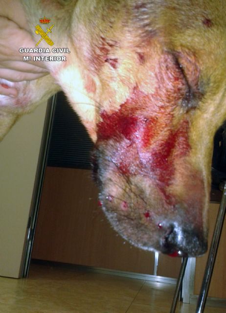 La Guardia Civil imputa al presunto autor de disparar a un perro - 1, Foto 1