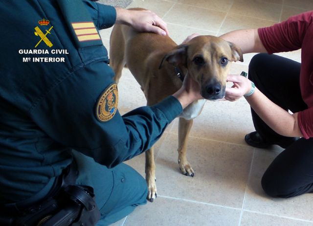 La Guardia Civil imputa al presunto autor de disparar a un perro - 2, Foto 2