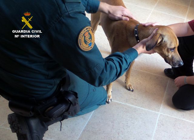 La Guardia Civil imputa al presunto autor de disparar a un perro - 3, Foto 3
