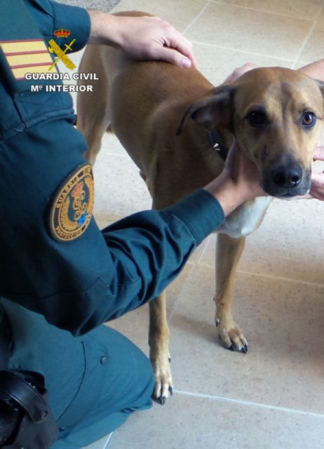 La Guardia Civil imputa al presunto autor de disparar a un perro - 4, Foto 4