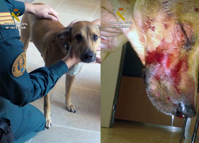 La Guardia Civil imputa al presunto autor de disparar a un perro - 5, Foto 5
