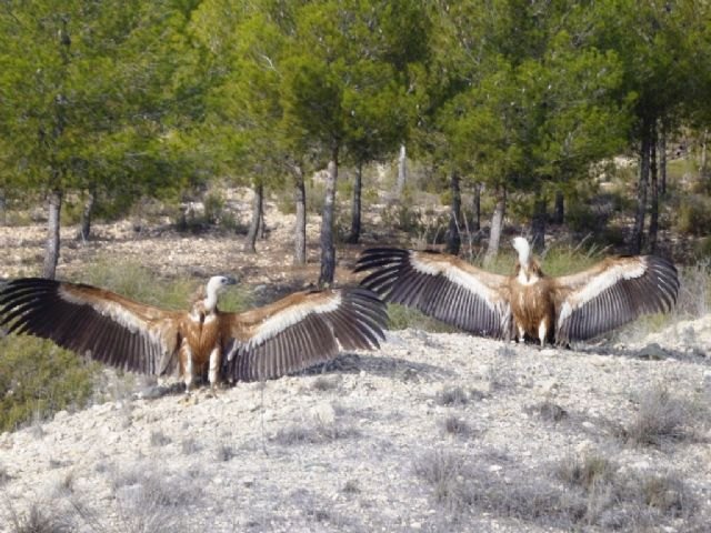 Medio Ambiente libera dos buitres tras ser recuperados en el Centro de Recuperacin de Fauna Silvestre El Valle, Foto 1