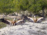 Medio Ambiente libera dos buitres tras ser recuperados en el Centro de Recuperaci�n de Fauna Silvestre �El Valle�
