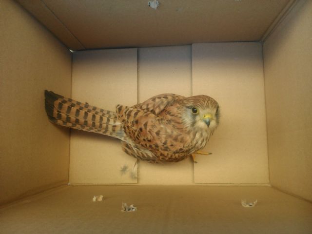 Recuperan y entregan en el centro de recuperación de fauna silvestre del paraje del Valle de un cernícalo silvestre - 1, Foto 1