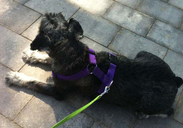 Se presenta la obra mural “Miko” en Clnica Veterinaria Dogo - 14