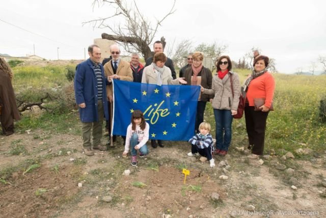El garbancillo de Tallante avanza en su recuperación poblacional - 1, Foto 1