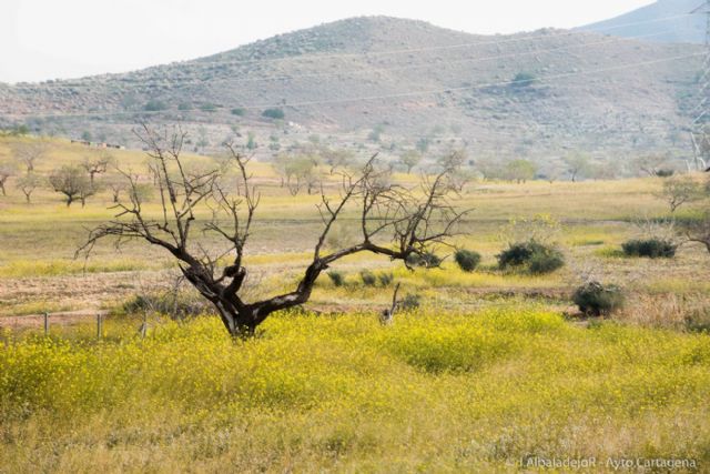 El garbancillo de Tallante avanza en su recuperación poblacional - 4, Foto 4