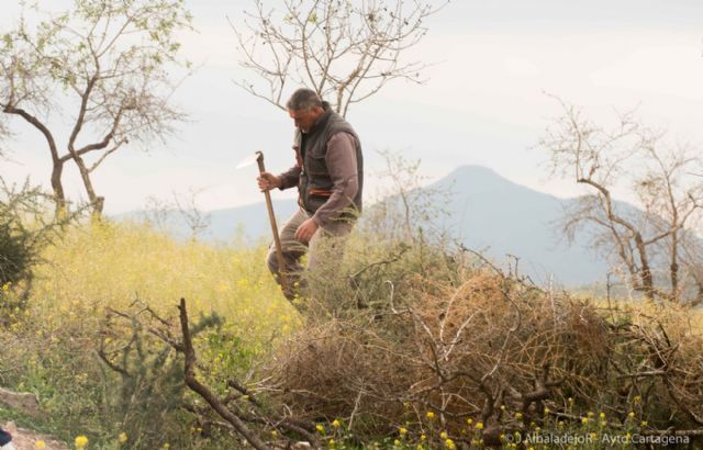 El garbancillo de Tallante avanza en su recuperación poblacional - 5, Foto 5