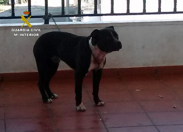 La Guardia Civil detiene a los propietarios de los perros que causaron lesiones graves a cuatro personas - 1, Foto 1