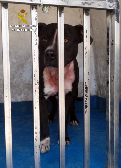 La Guardia Civil detiene a los propietarios de los perros que causaron lesiones graves a cuatro personas - 2, Foto 2