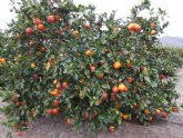 Agricultura desarrolla un proyecto para adaptar la produccin de naranjas sanguinas a las demandas de los consumidores