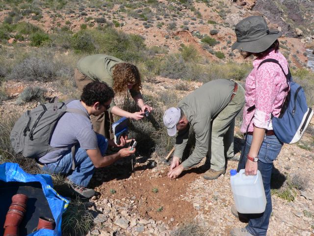 El Ministerio de Agricultura cofinancia un proyecto de investigación para evitar la extinción de la manzanilla de Escombreras - 1, Foto 1