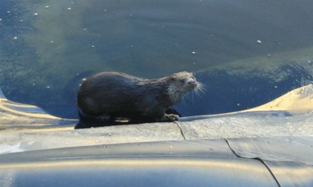 Las nutrias regresan a los ríos Argos y Quípar después de varias décadas desaparecidas - 1, Foto 1