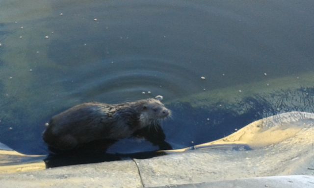 Las nutrias regresan a los ríos Argos y Quípar después de varias décadas desaparecidas - 2, Foto 2