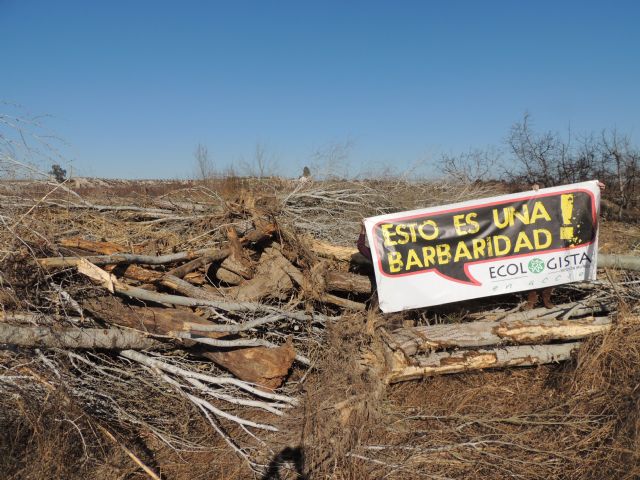 Denuncian la destrucción de una alameda en la Gurulla - 1, Foto 1