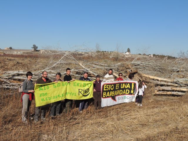 Denuncian la destrucción de una alameda en la Gurulla - 3, Foto 3