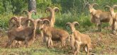 La población de arruis en Sierra Espuña y sus sierras colindantes desciende un 49 por ciento respecto al censo de 2012