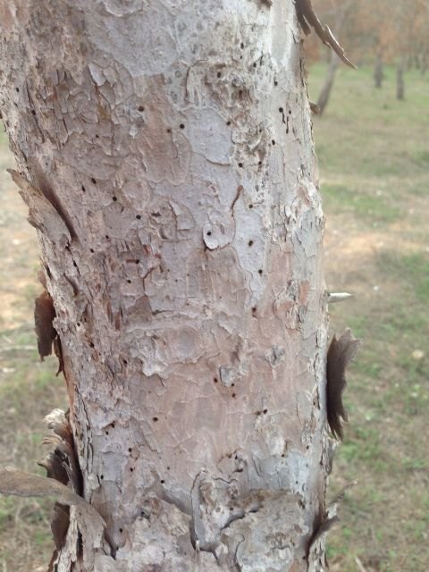 La imagen muestra un árbol afectado por la plaga de insectos perforadores.