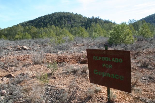 El grupo Gepnace del CEIP Ciudad de Begastri realiza una jornada de reforestación en los montes de Cehegín - 3, Foto 3
