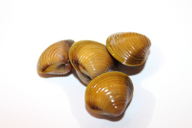 La Confederación Hidrográfica potenciará la recuperación del bosque de ribera en los cauces del Segura - 1, Foto 1