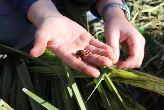 La Confederación Hidrográfica potenciará la recuperación del bosque de ribera en los cauces del Segura - 2, Foto 2