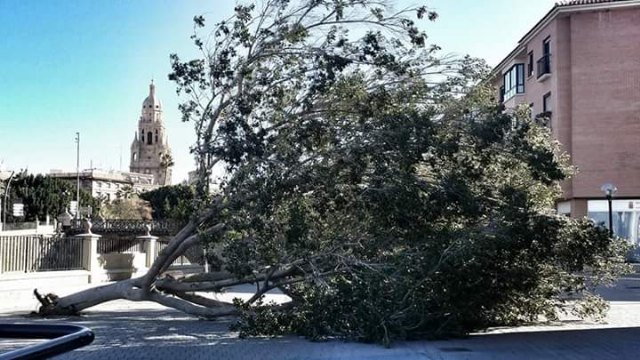 El 1-1-2 ha gestionado hoy 44 incidentes relacionados con el viento en la Región de Murcia, Foto 1