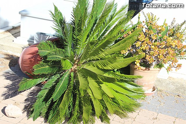 El enterrador de Totana hace un llamamiento a los propietarios de las fosas para que revisen las mismas tras el episodio de vientos - 11