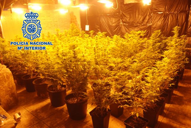 Desmantelada una plantación de marihuana ubicada en un domicilio de Ceutí - 1, Foto 1