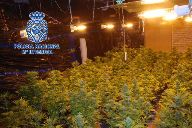 Desmantelada una plantación de marihuana ubicada en un domicilio de Ceutí - 2, Foto 2