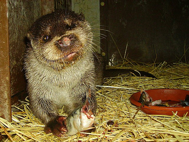 Terra Natura Murcia y el CEBAS-CSIC desarrollan un estudio sobre la flora intestinal de los animales - 1, Foto 1