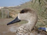 Abatida una cerceta pardilla, especie en Peligro Crtico, en el Parque Natural de Pego-Oliva (Alicante)