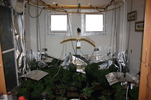 La Policía Local de Lorca detiene por tráfico de drogas a dos personas a las que les interviene 66 plantas de cannabis - 1, Foto 1