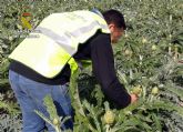 La Guardia Civil detiene a cuatro personas por el robo continuado de siete toneladas de alcachofas