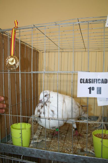 El XXVIII Concurso de Palomos bate record de participación con más de 300 ejemplares - 2, Foto 2