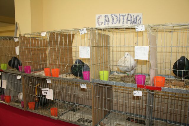 El XXVIII Concurso de Palomos bate record de participación con más de 300 ejemplares - 3, Foto 3